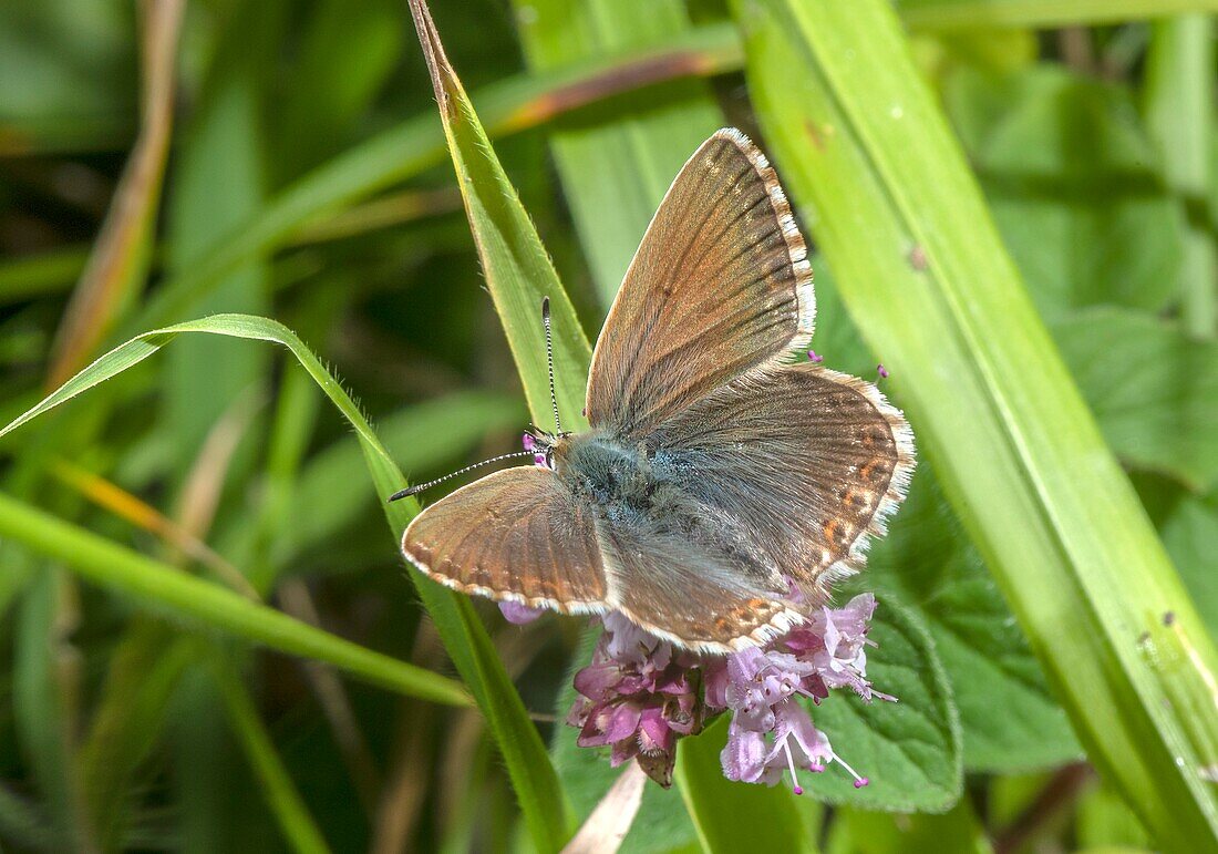 Female chalk-hill blue butterfly