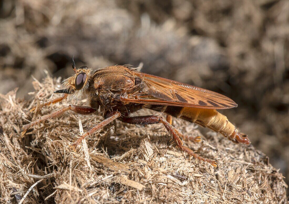 Male hornet robberfly