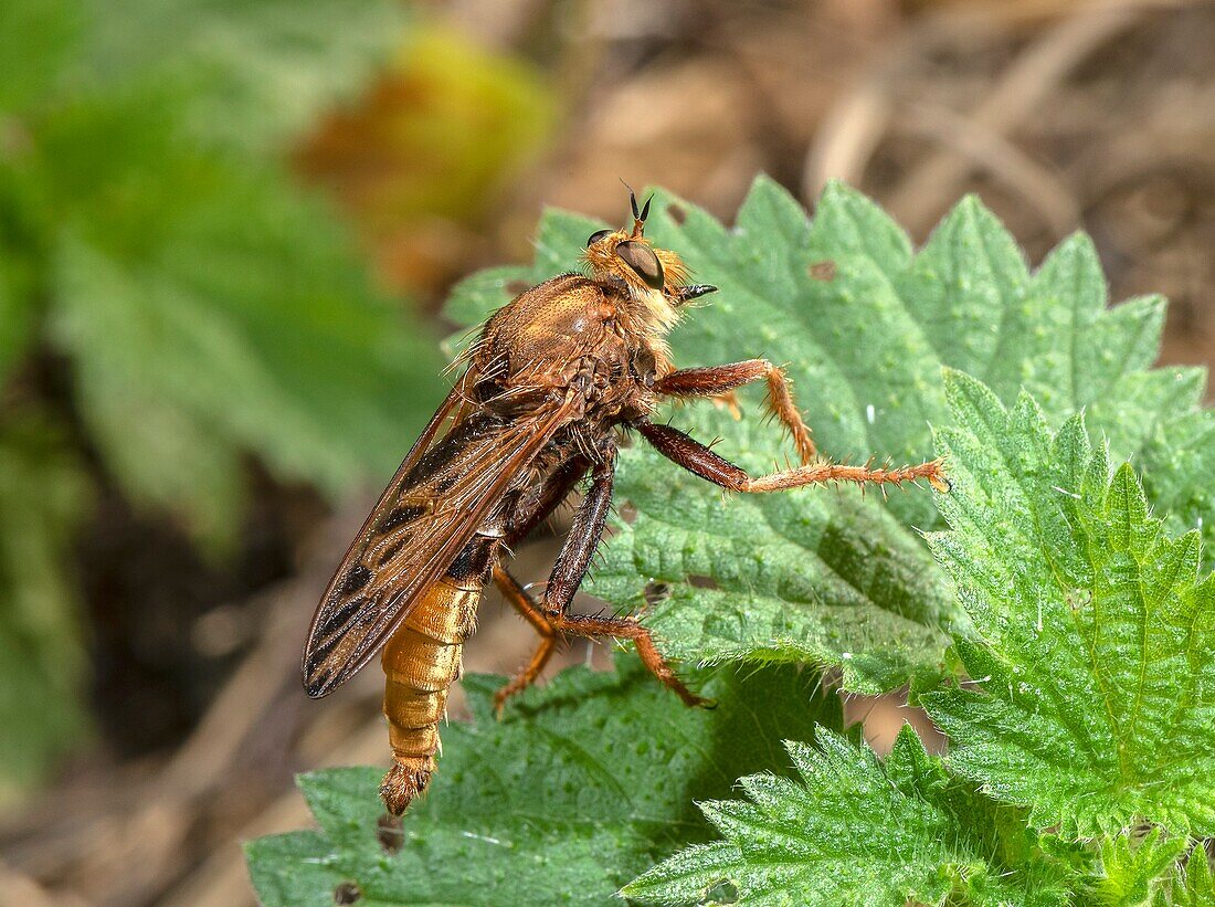 Male hornet robberfly