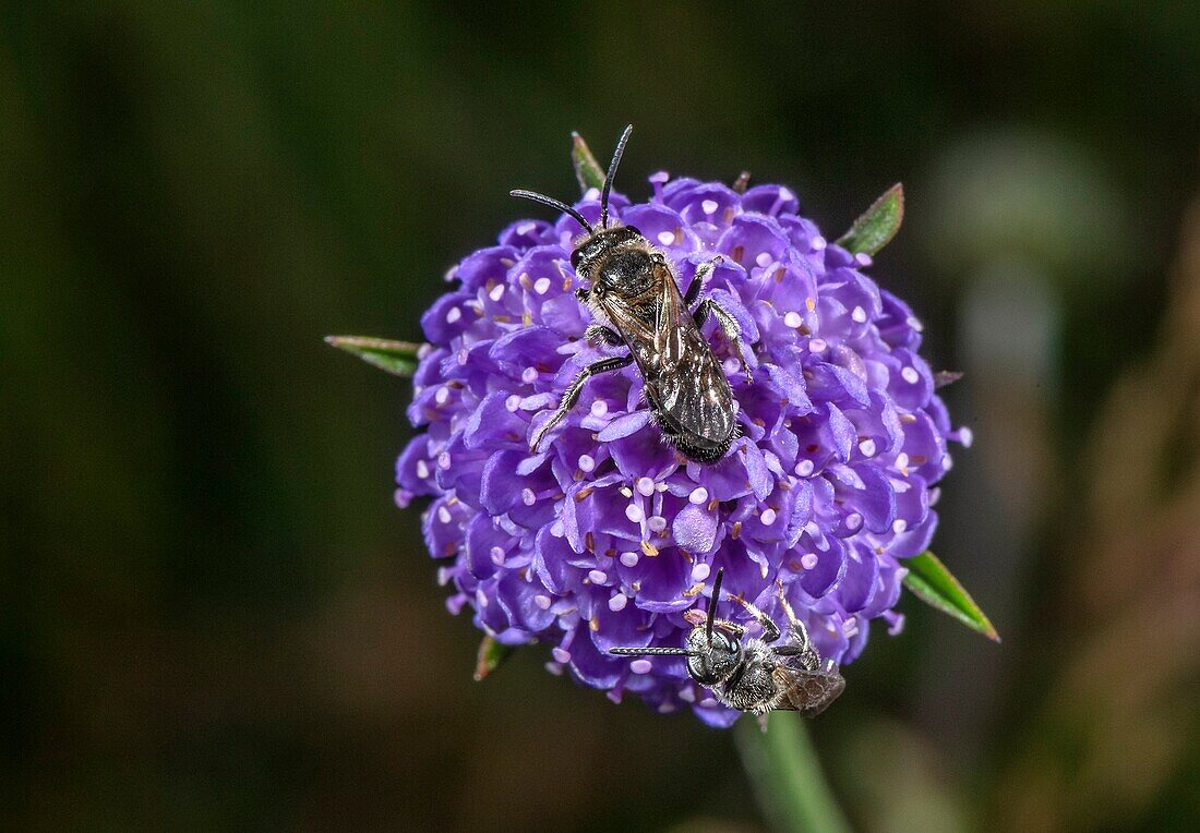 Small scabious mining bees