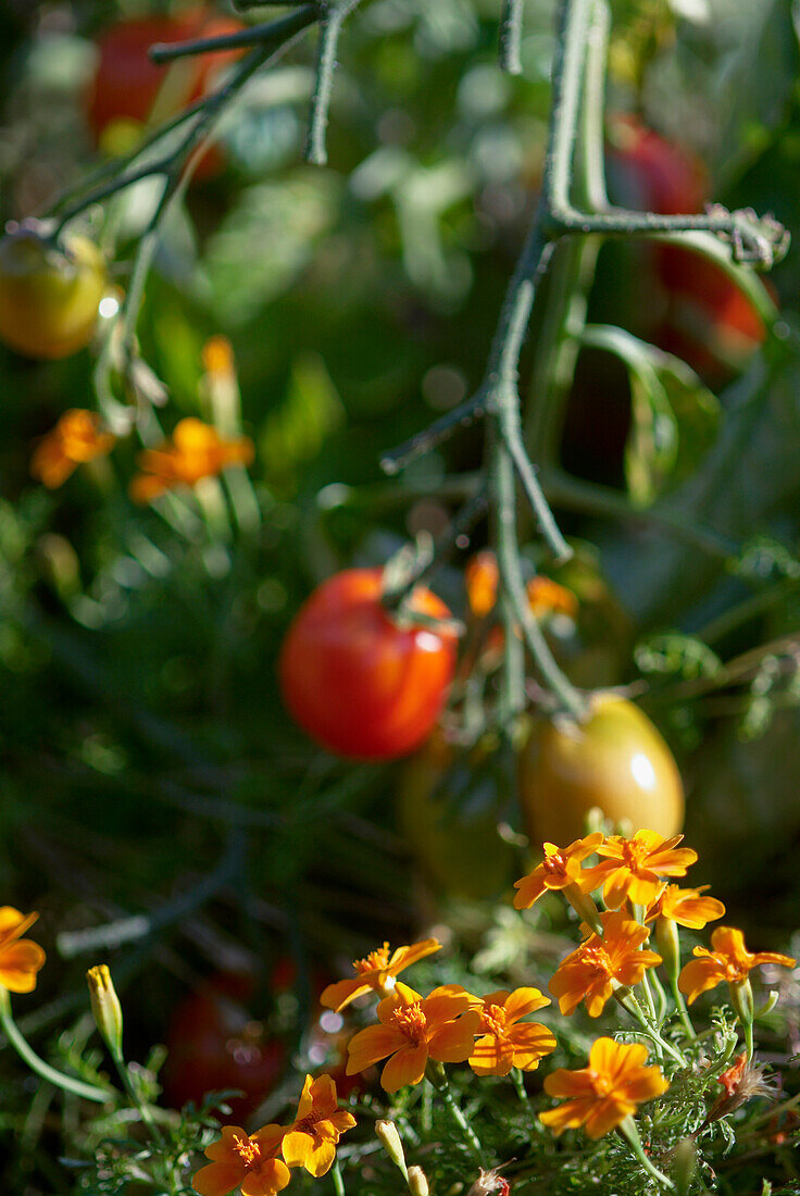 Tomato plant (Solanum lycopersicum) and tagetes
