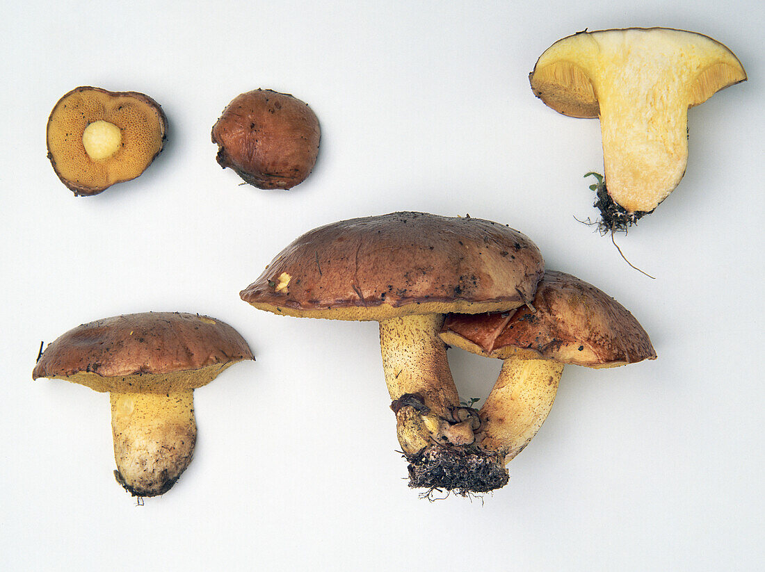 Dotted-stalk bolete mushroom