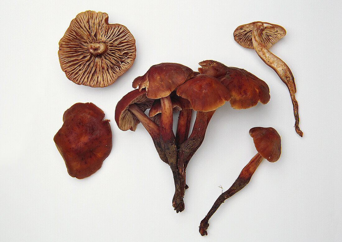 Cluster of spindle-shank mushrooms