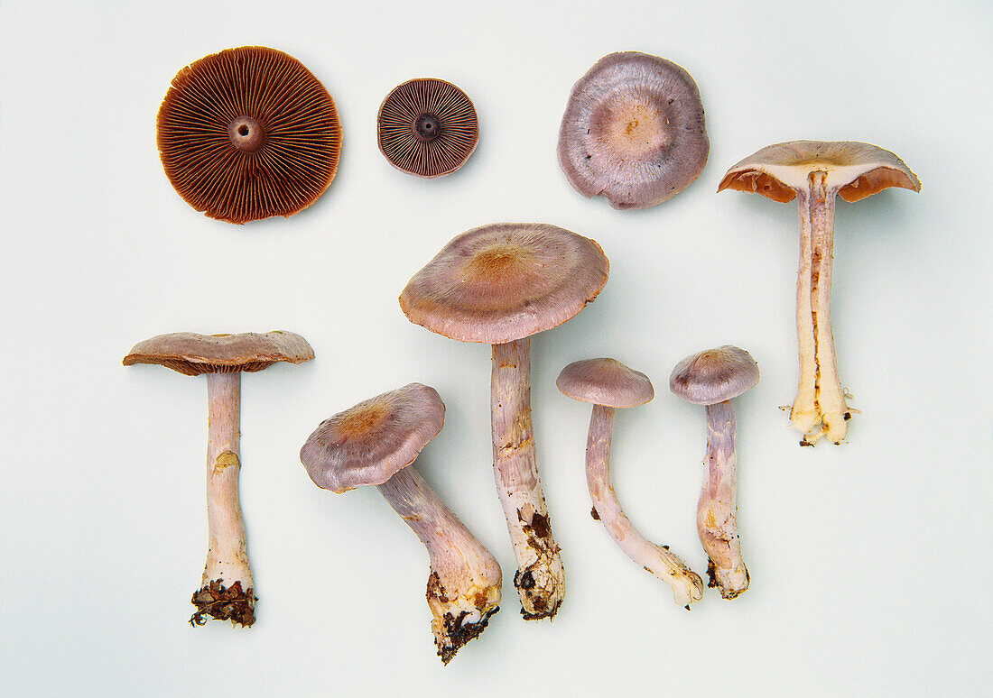 Blue and buff web cap mushroom