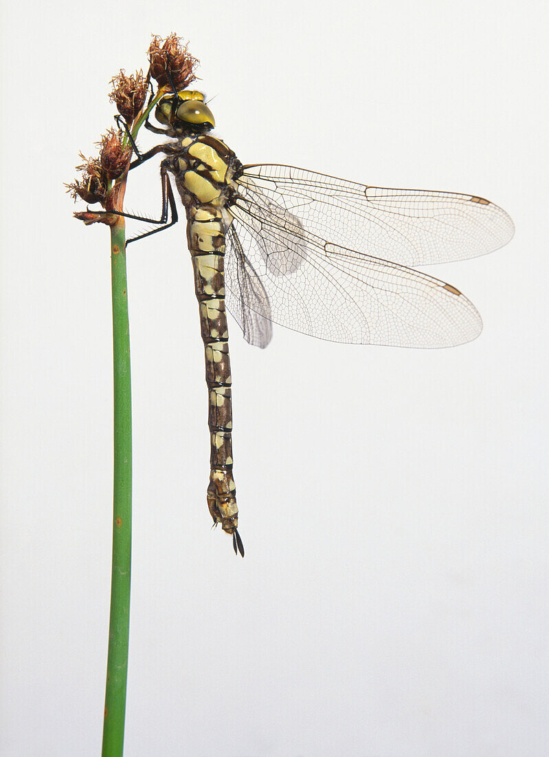 Dragonfly perched on a green stem