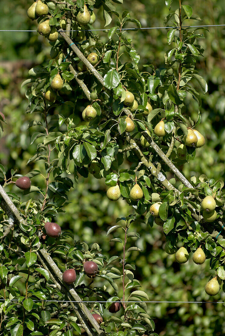 Pear trees grown as cordons