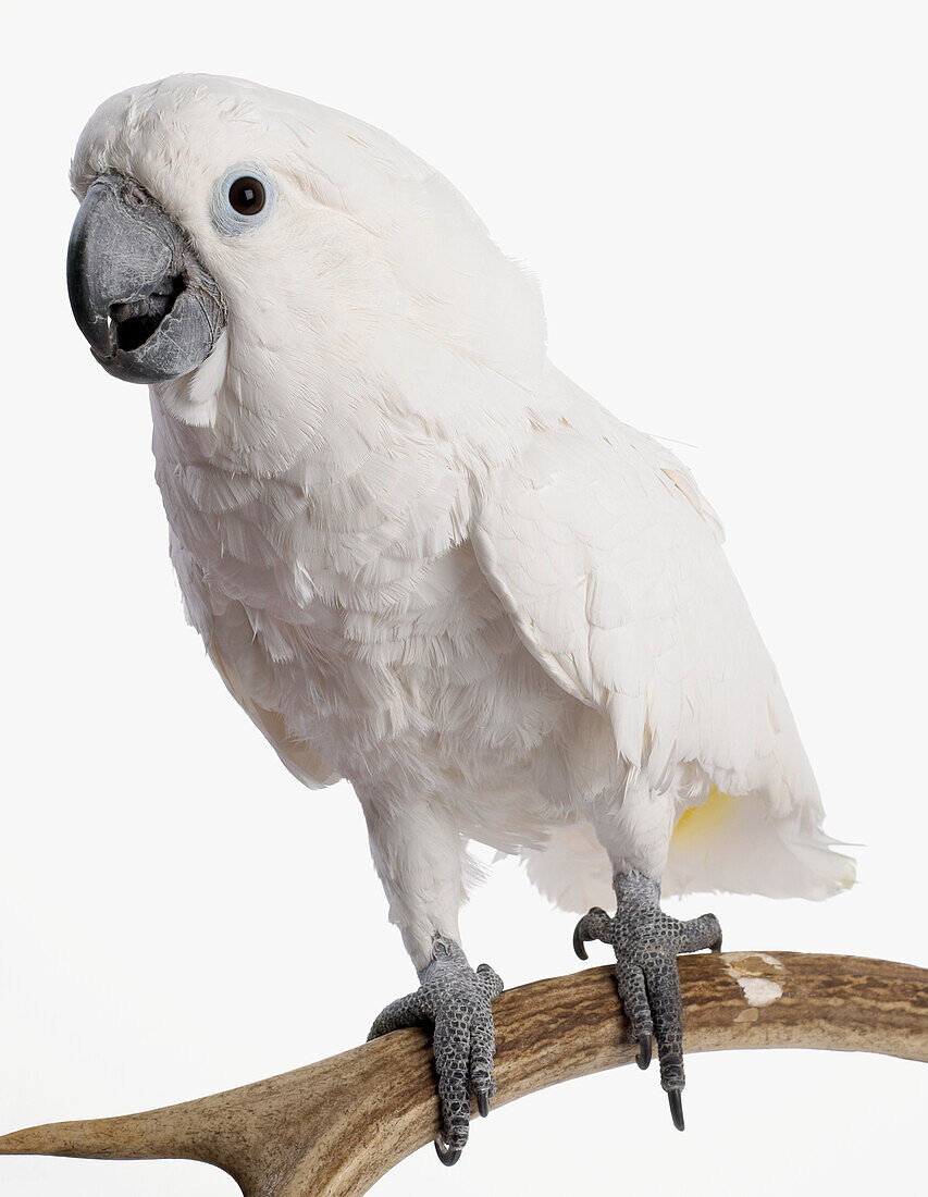 White cockatoo