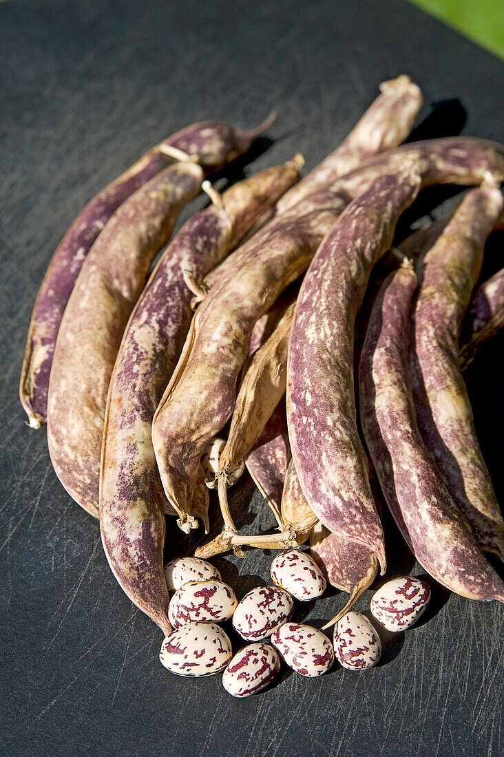 French beans 'Blue coco' with pods