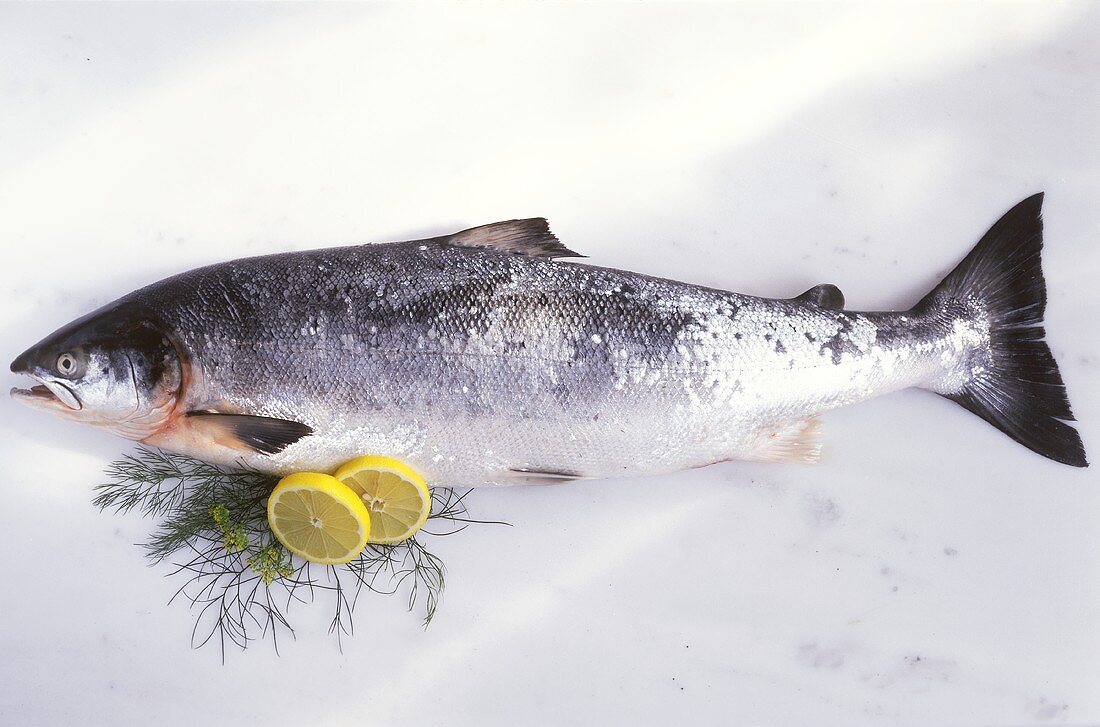 A wild salmon with lemon slices, dill on marble background