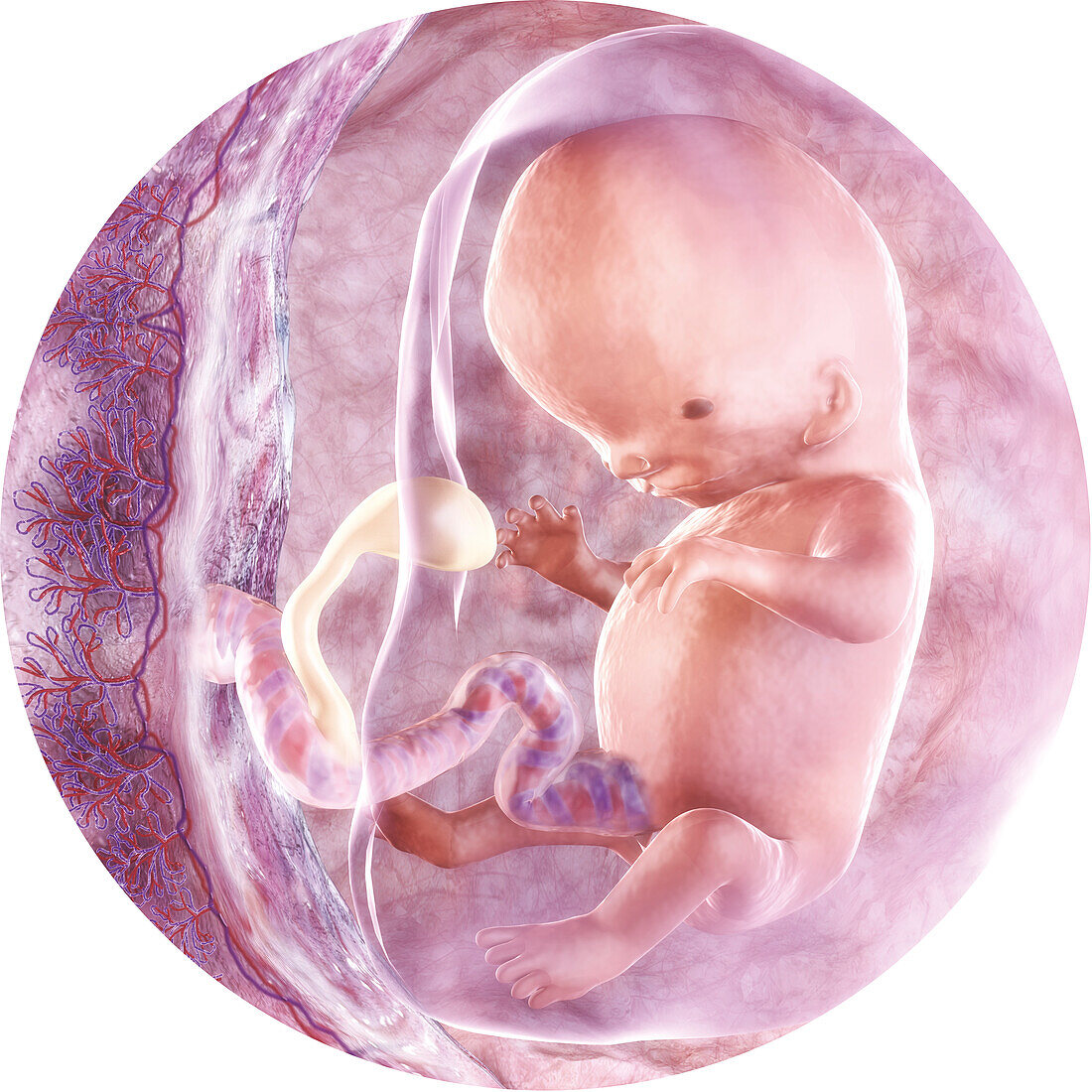 Developing embryo in the womb at 10 weeks, illustration