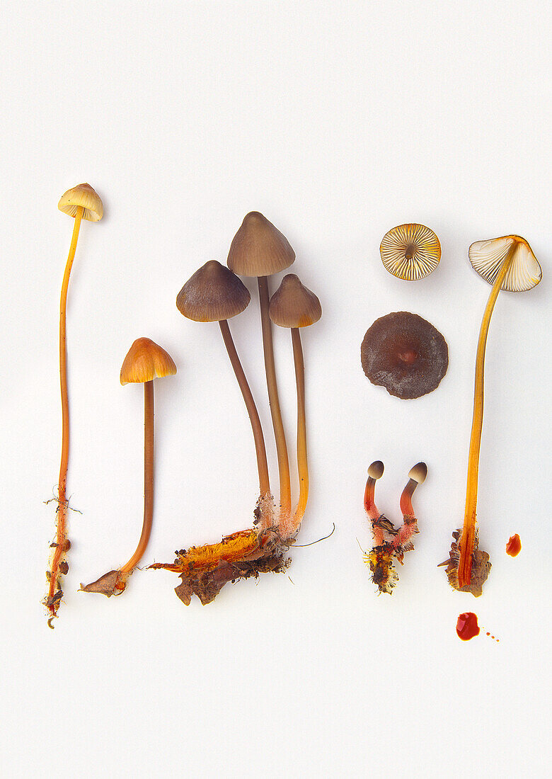 Stainer mushroom