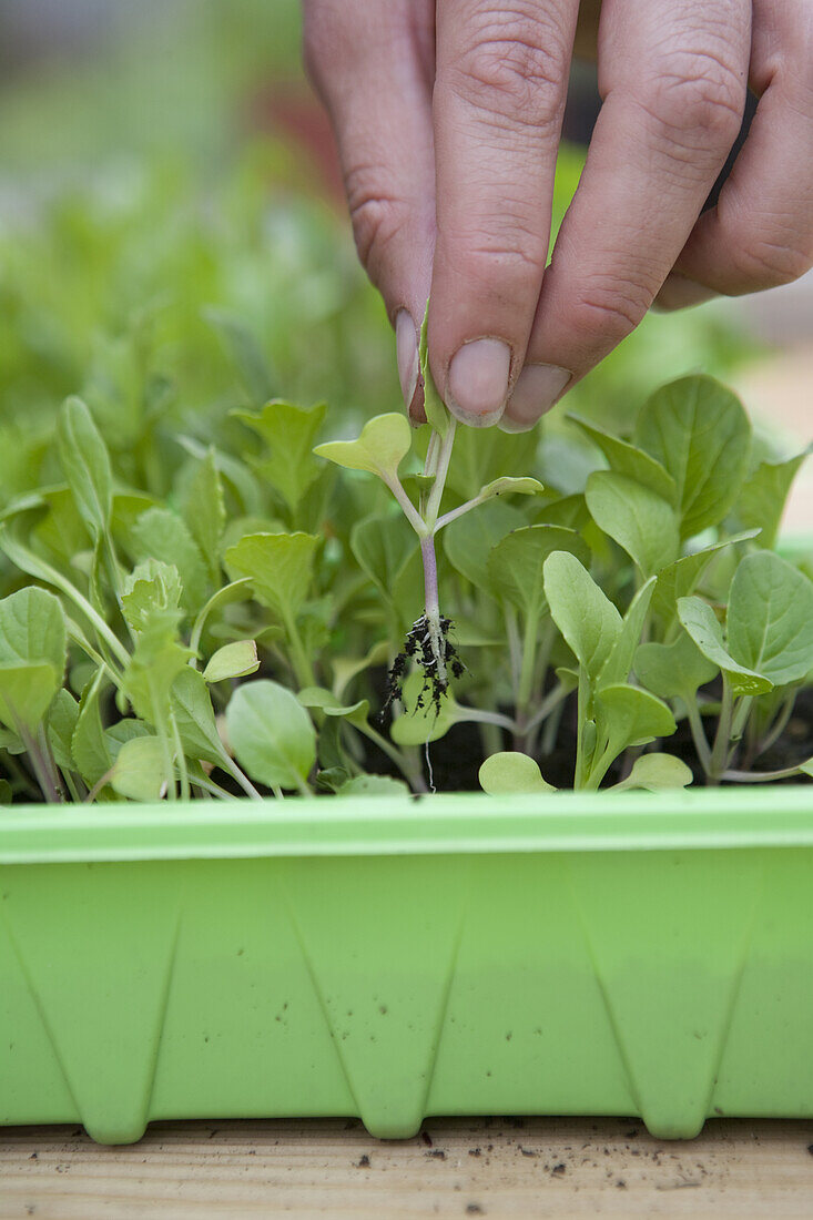Thinning out seedlings growing in tray