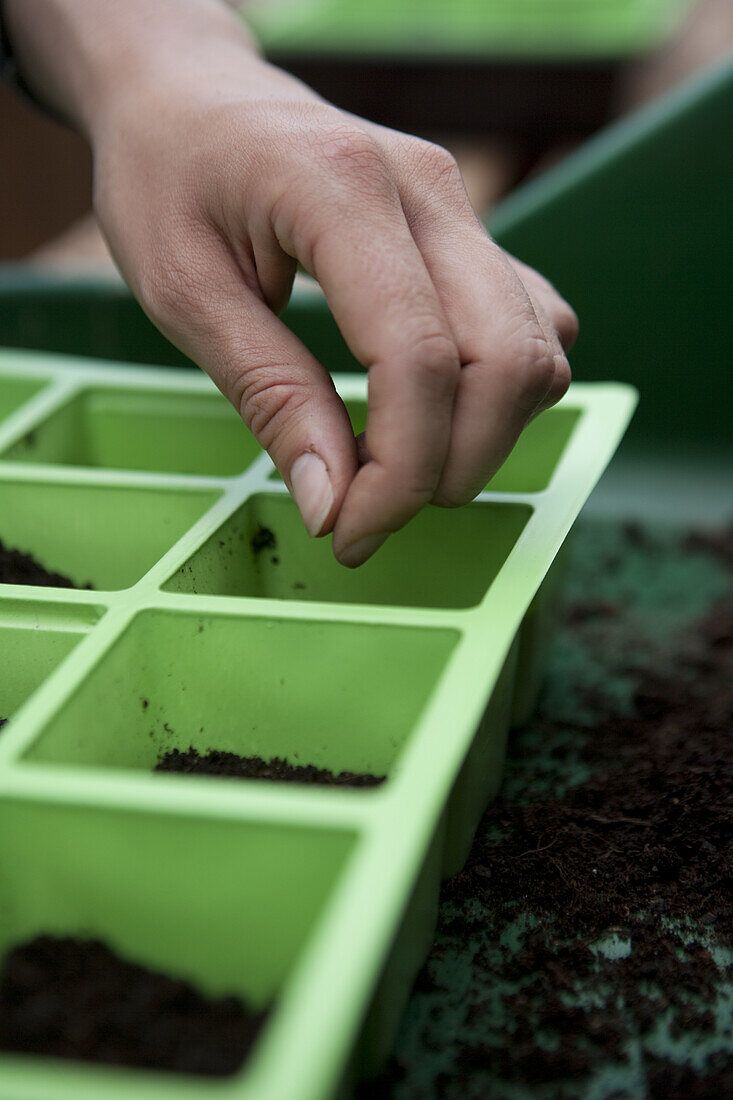 Sowing cabbage seeds in modular tray