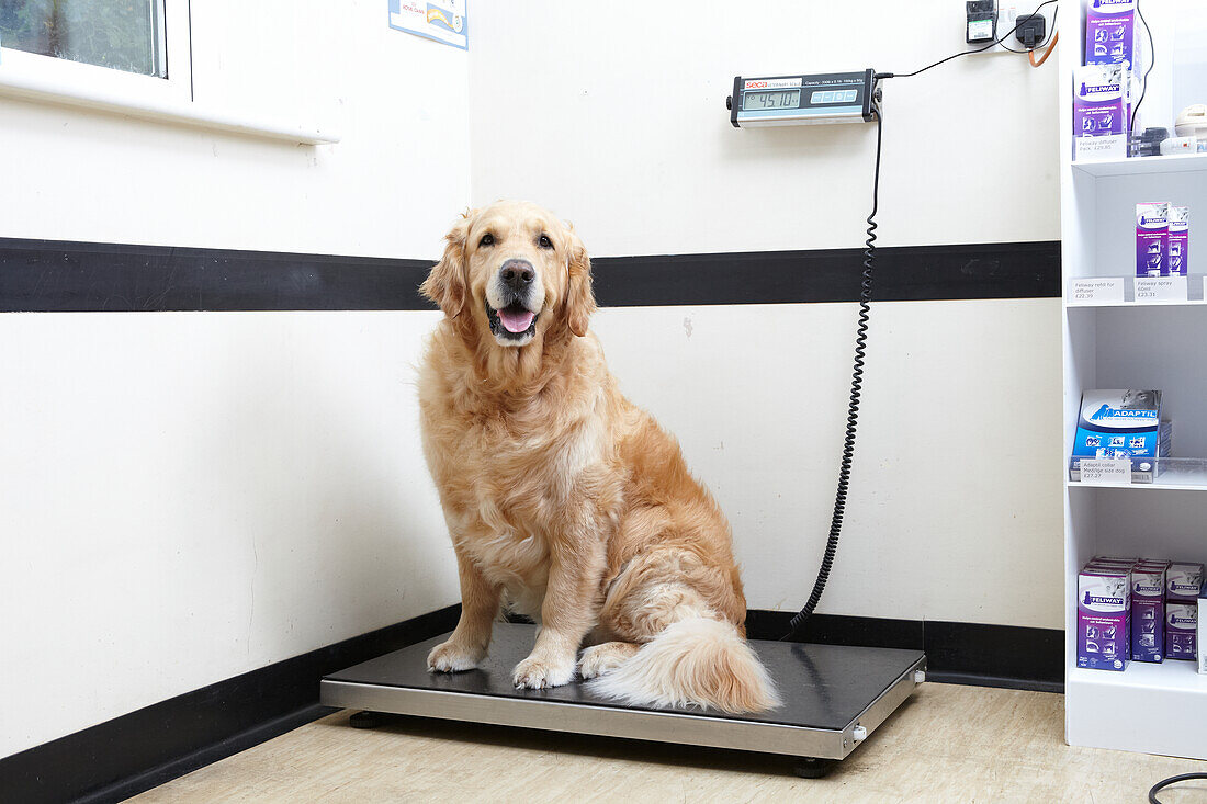 Golden retriever being weighed at vet's