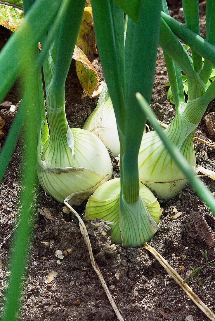 Onion 'Hi Keeper' in soil