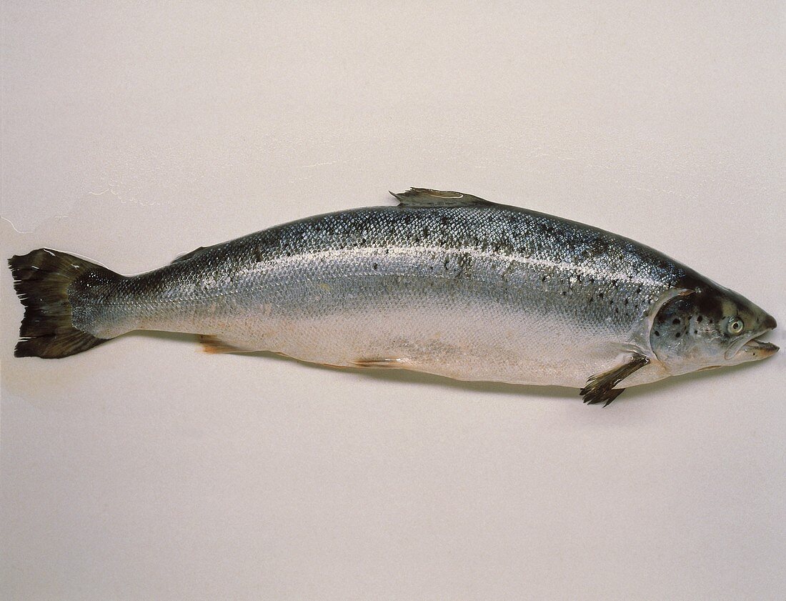 A salmon