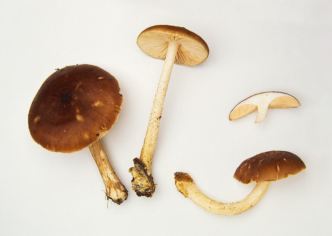Fawn shield cap mushroom