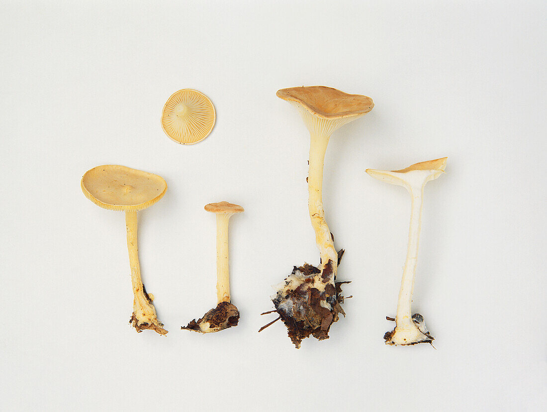 Common funnel-cap mushroom
