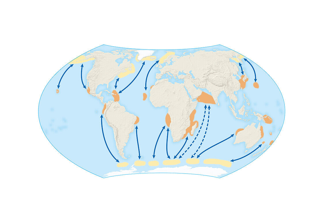 Migration of wildlife between hemispheres, illustration