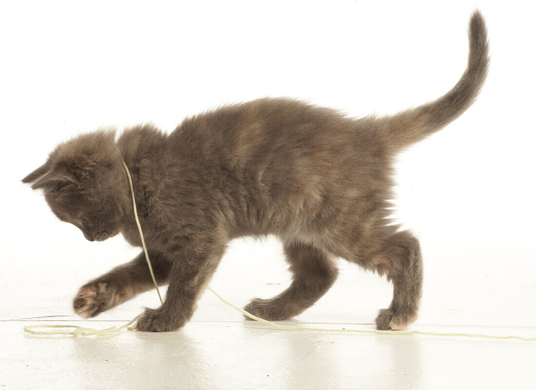 Kitten playing with piece of string