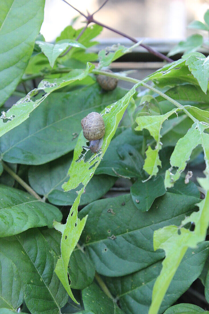 Snails feeding on wisteria leaves