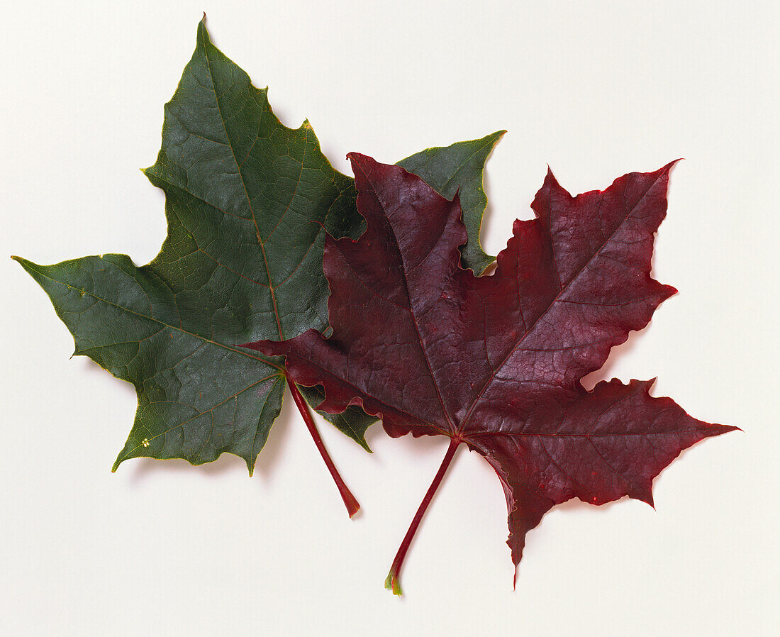 Norway maple (Acer platanoides 'Deborah')