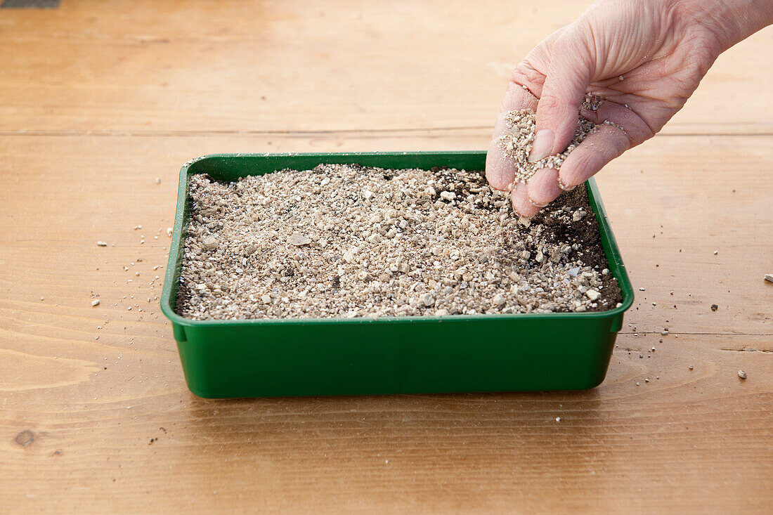 Covering vegetable seeds with vermiculite