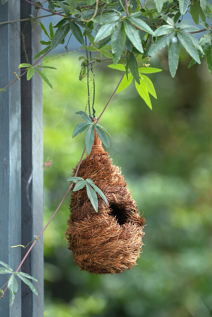 Hanging bird's nest