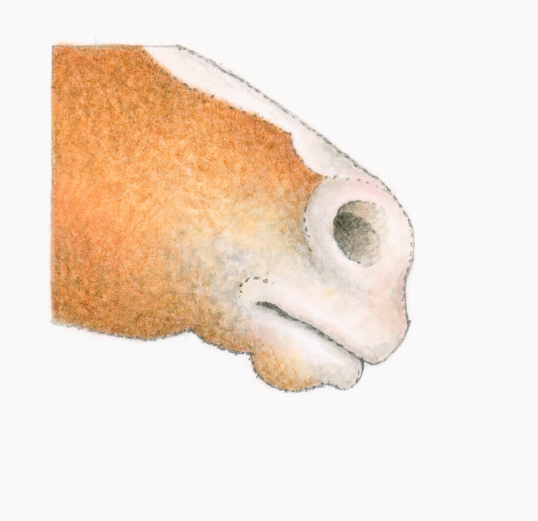 Horse nose, illustration