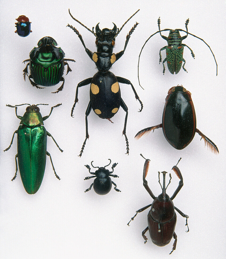 Selection of beetles