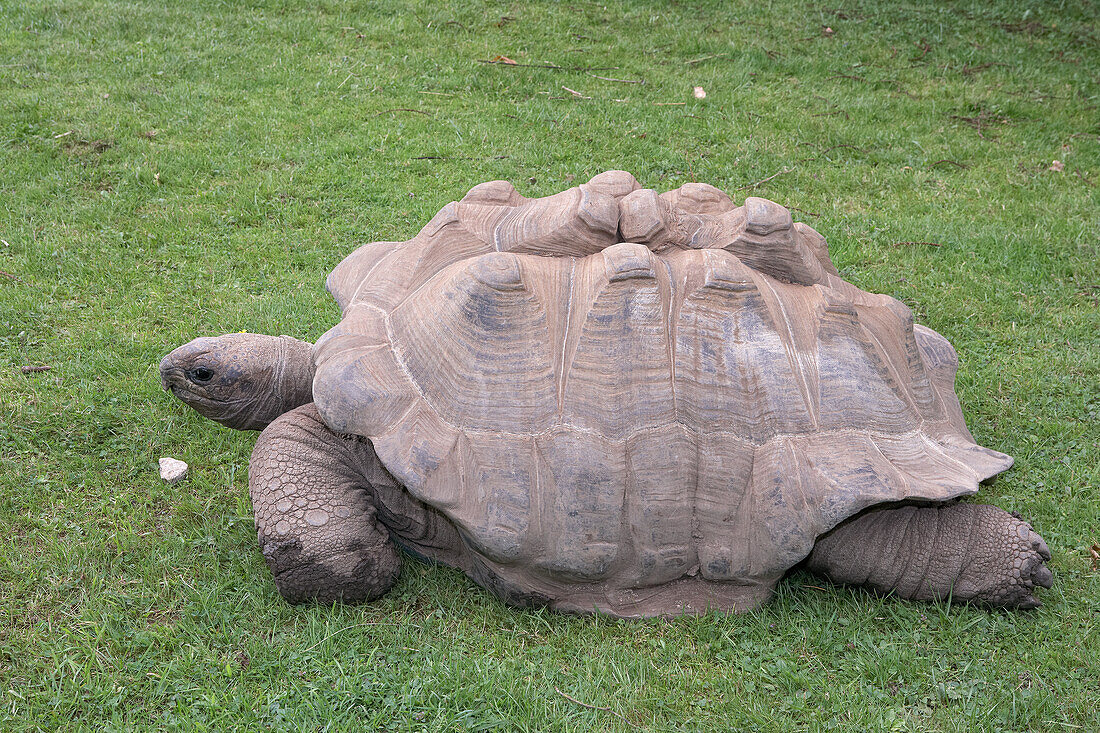 Aldabra giant tortoise