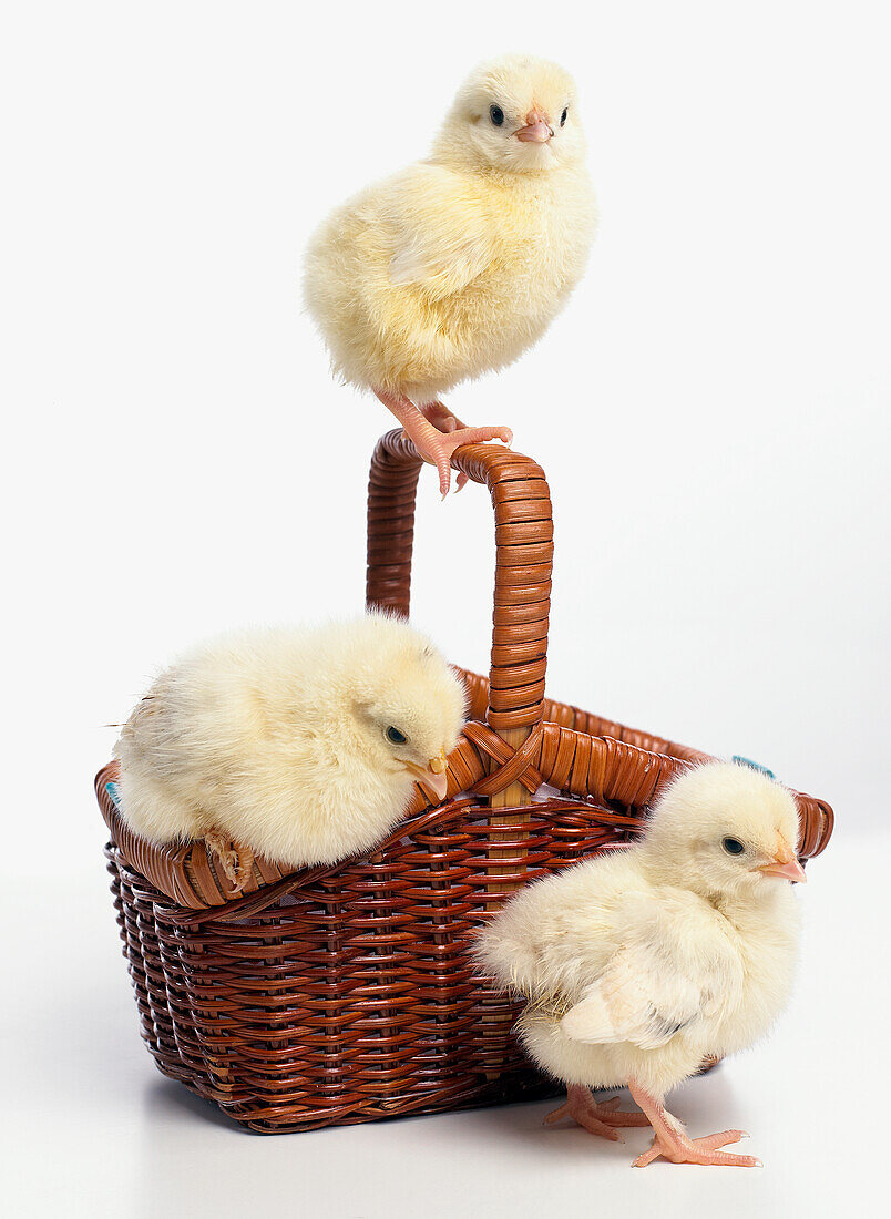 Three yellow chicks in basket