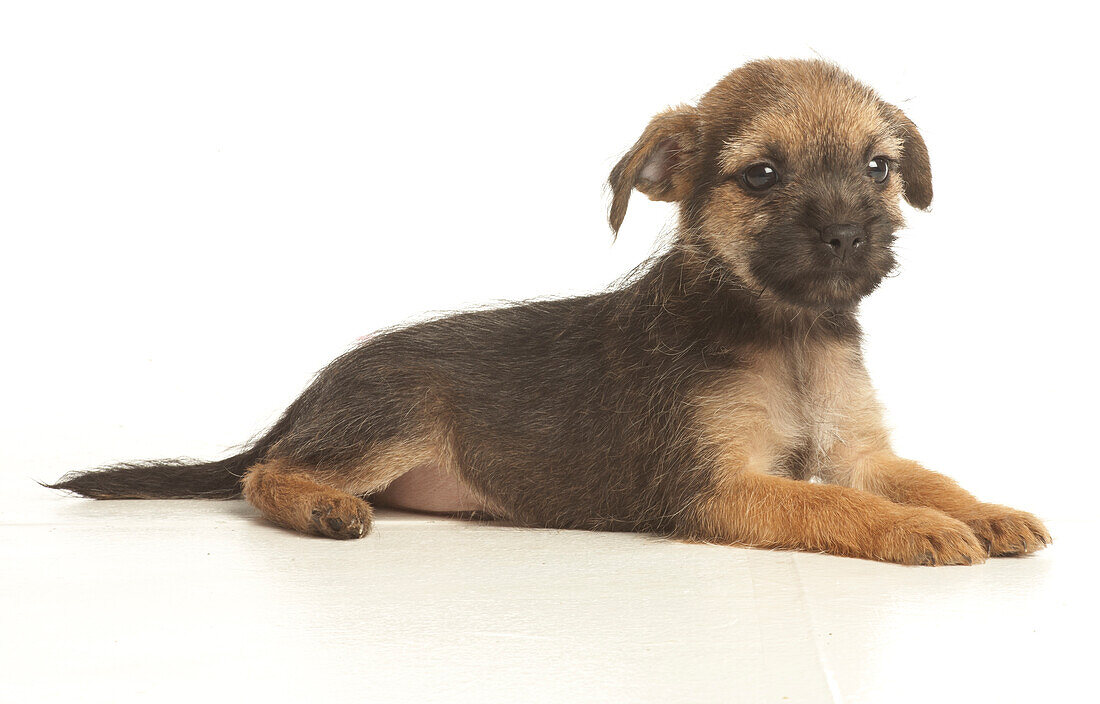 Border terrier puppy