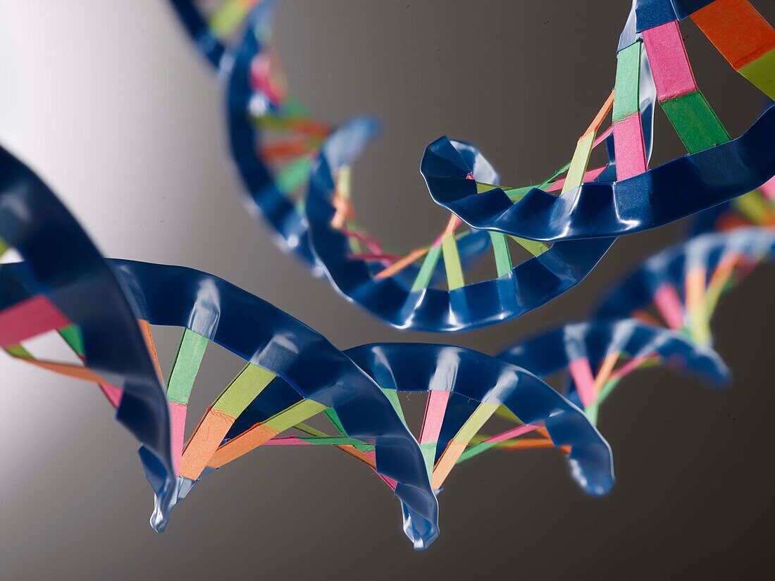 DNA model