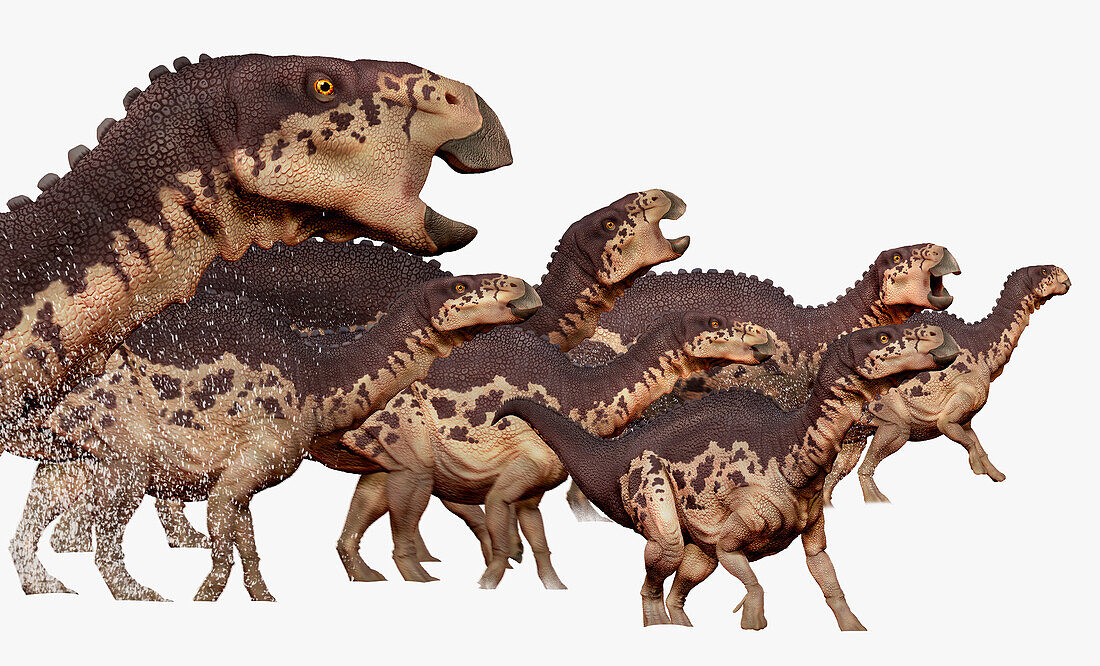 Group of edmontosaurus, illustration