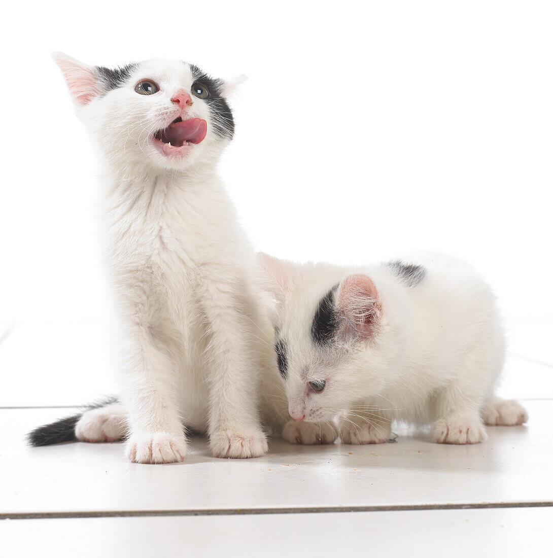 Two black and white kittens