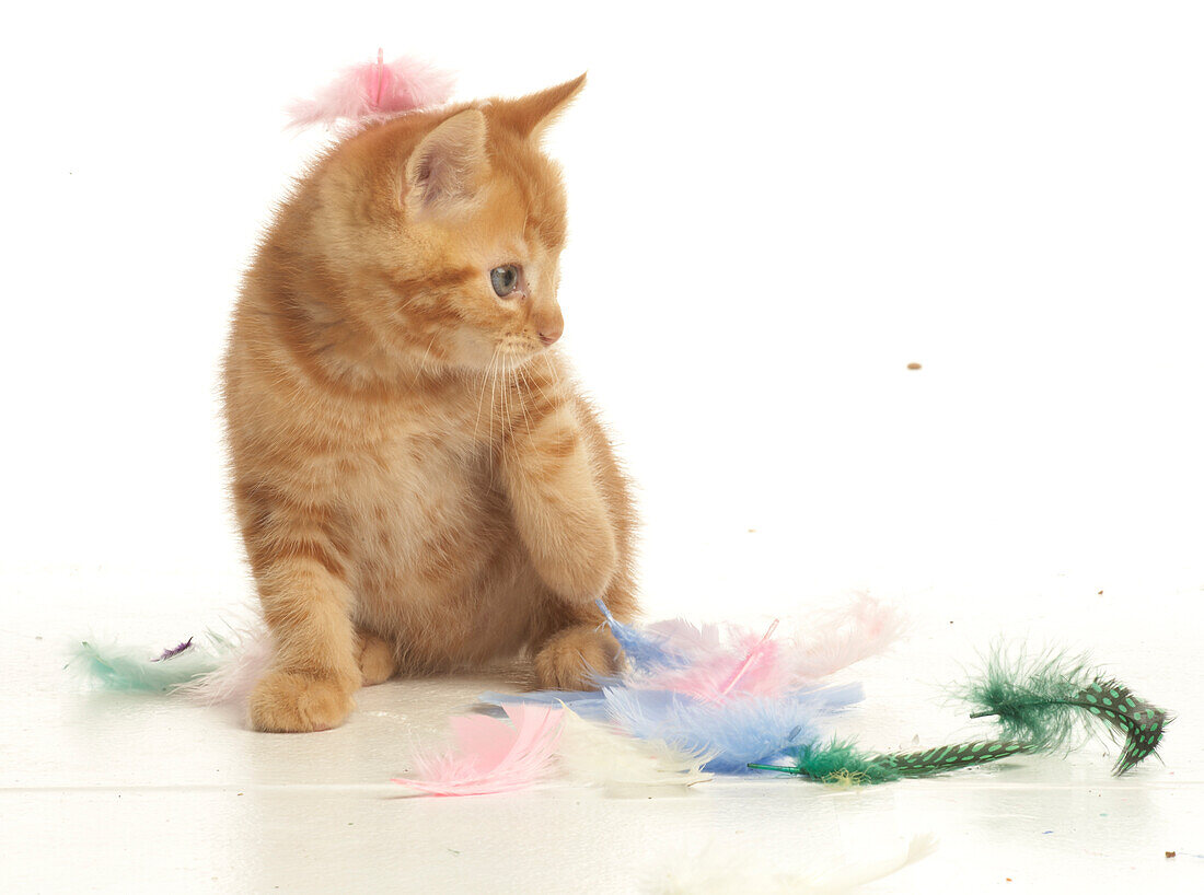 Kitten sitting among colourful feathers