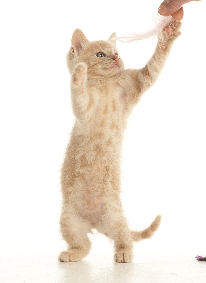 Kitten jumping up on hind legs to play with feather