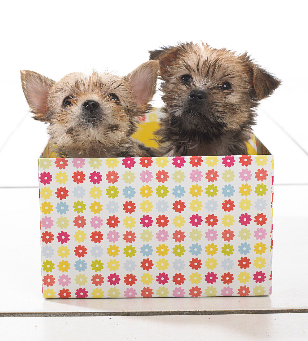 Two puppies in a box