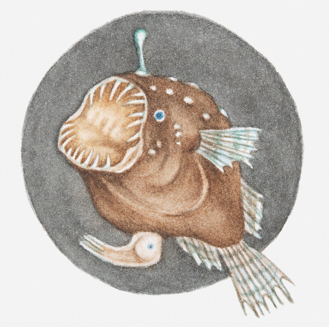 Anglerfish, illustration