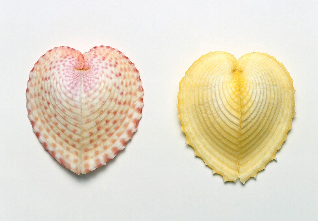 Two true heart cockles