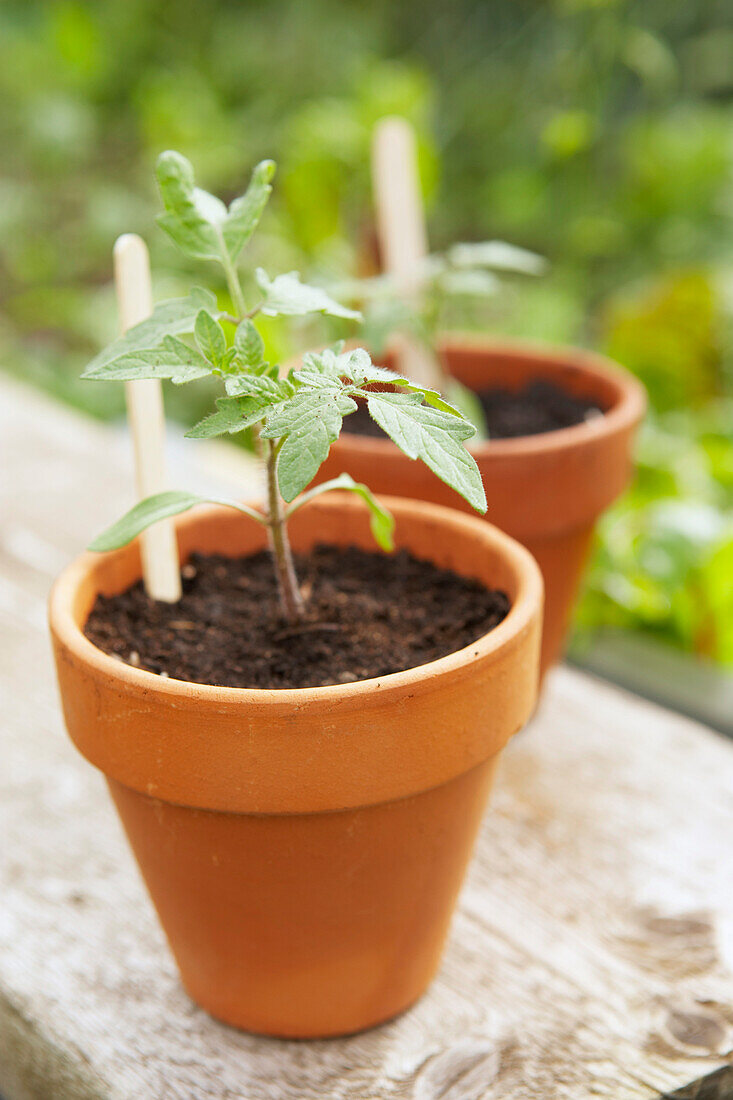 Young tomato plants in plant pots