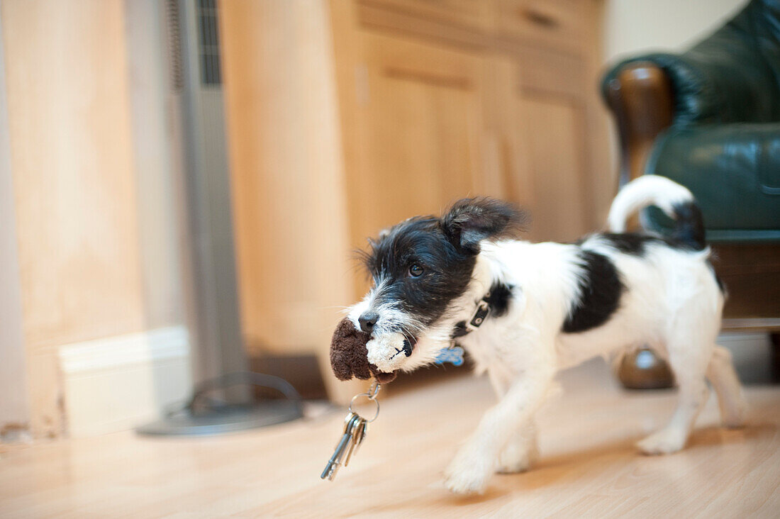 Black and white puppy carry toy attached to keys in mouth