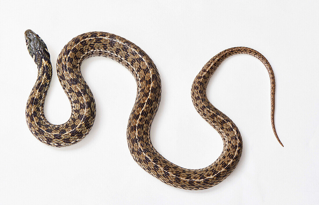 Chequered garter snake