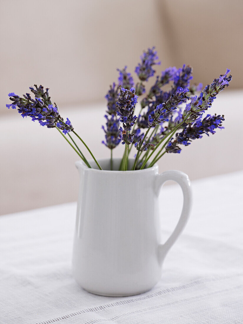 English lavender in white ceramic jug