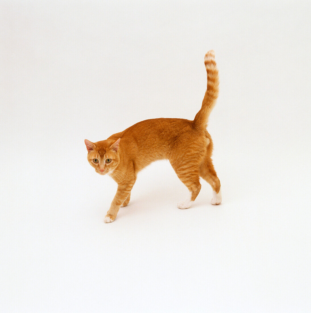 Ginger tom cat tail pointing straight up