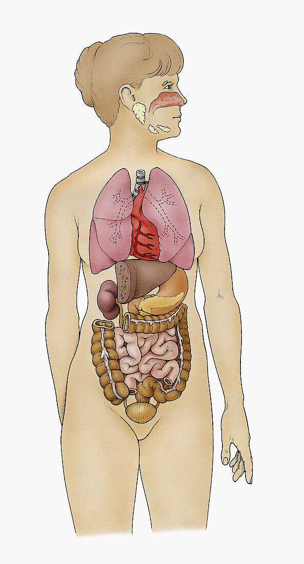 Parasympathetic division of autonomic nervous system