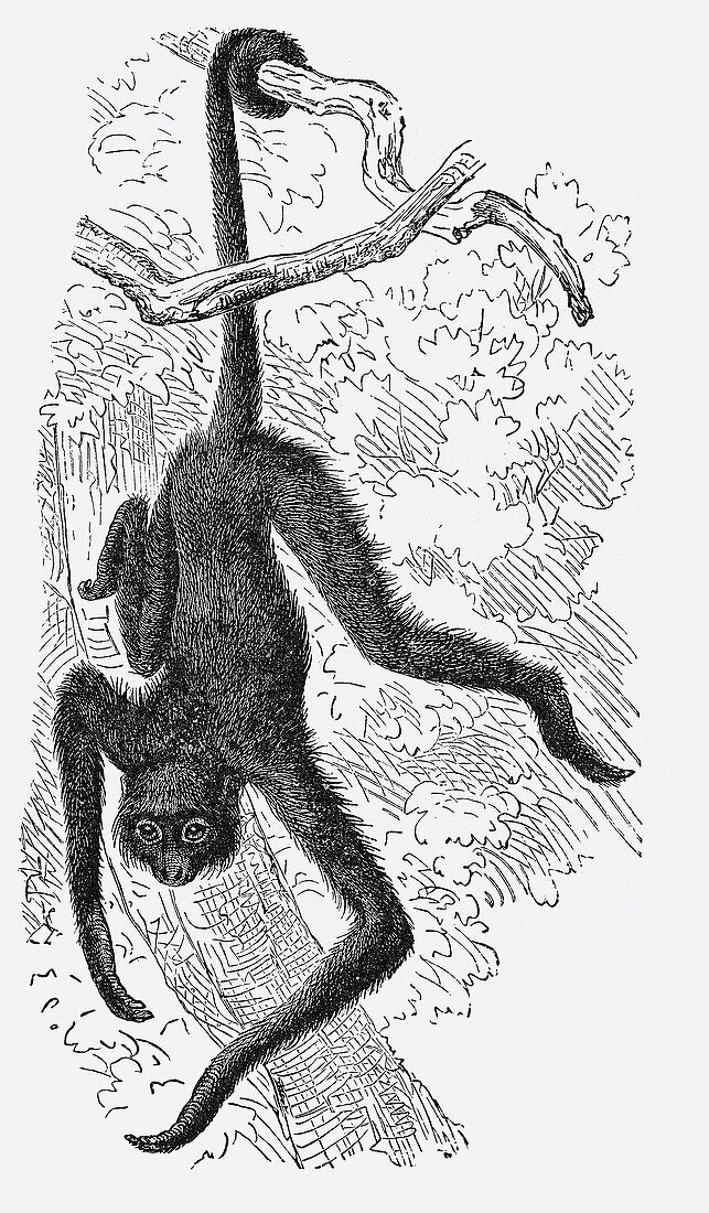 Monkey hanging from a tree by its tail, illustration