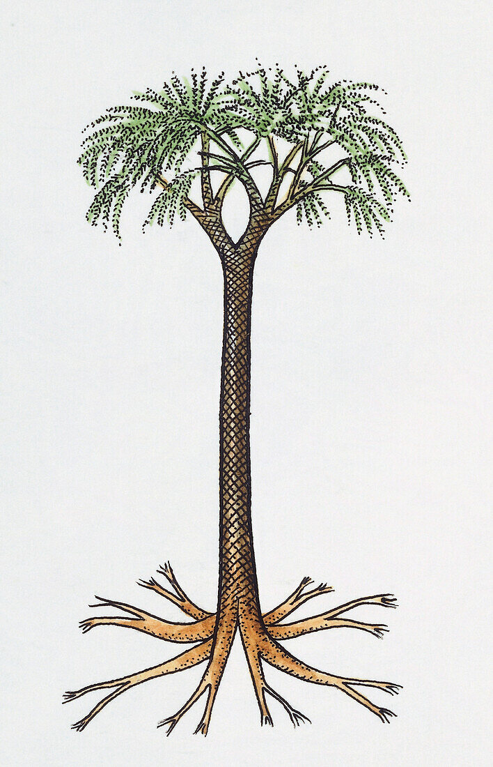 Seed fern prehistoric tree, illustration
