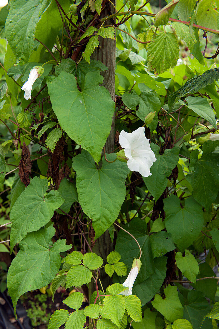 Morning glory (Convolvulus sp.) leaves and white flowers